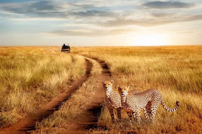 13 Days Uganda National Parks Tour