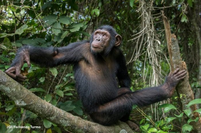 7 Days Gorilla & Chimpanzee Trekking Safari