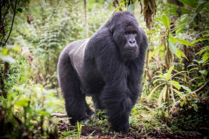 11 Days Uganda, Rwanda Safari