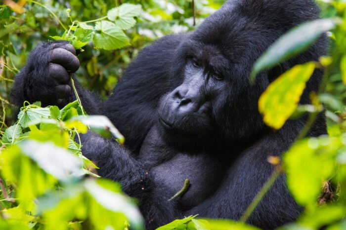 4 Days luxury Uganda fly-in Gorrilla Safaris