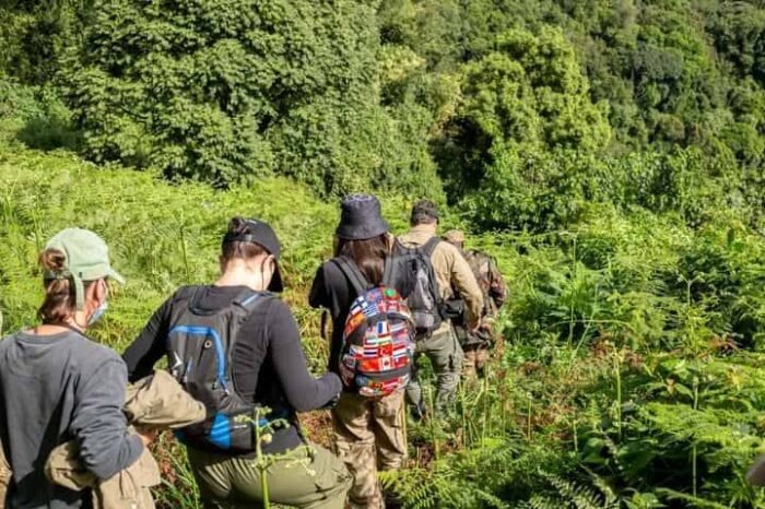 3 Days Kibale Chimp Trekking safari