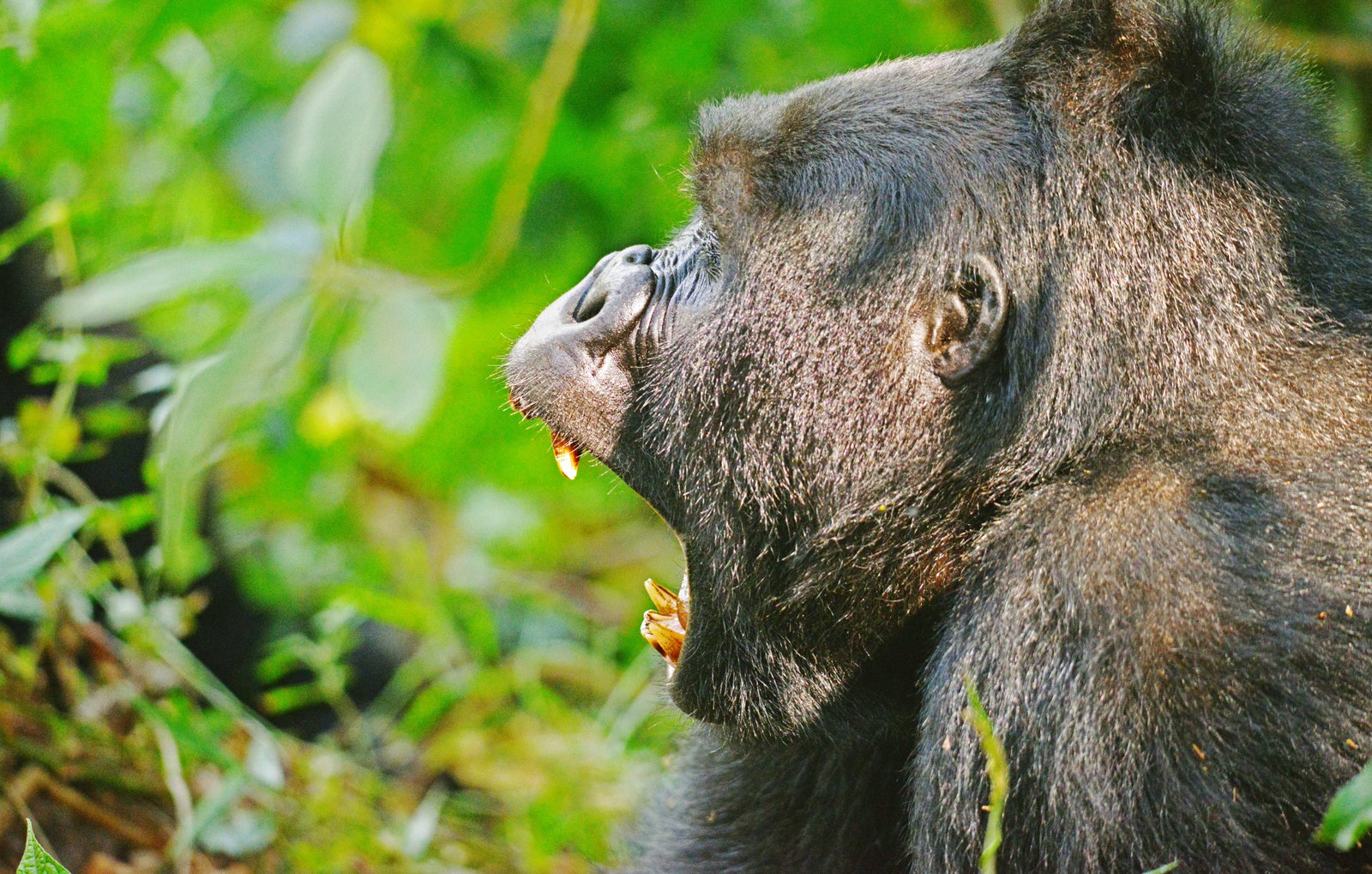 2 Day Bwindi Gorilla Safari Through Kigali